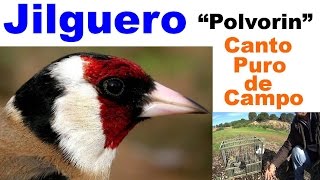 Canto del JilgueroReclamo puro de campoJilgueroquotPolvorinquotde Pepe Pluma y Juan Pluma [upl. by Nylessoj151]