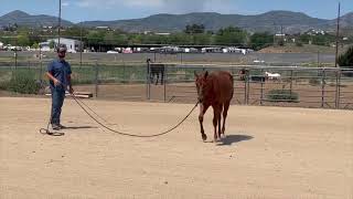 Nothin But Trophies  2023 AQHA Filly [upl. by Repinuj]