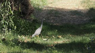 Whitefaced Heron hunting on land [upl. by Donaugh]