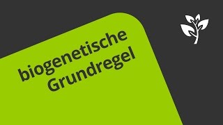 Die biogenetische Grundregel  eine Darstellung  Biologie  Evolution [upl. by Giorgi779]