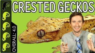 Crested Gecko The Best Pet Reptile [upl. by Ainez401]