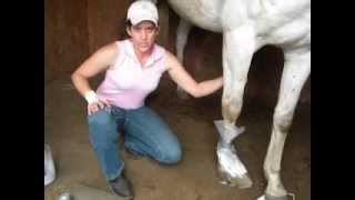 How to treat an abscess with the Natural Farrier [upl. by Pacificia792]