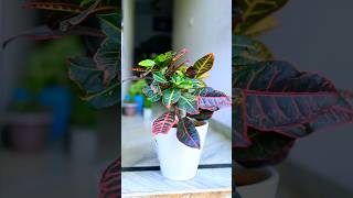 Croton plant 🌱  Siddhi Home Garden [upl. by Atiuqam240]