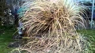 Removing Your Pampas Grass on the Outer Banks [upl. by Furtek315]