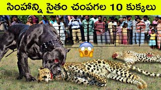 Top 10 powerful dogs in the world  When Dogs revealed their superpowers  dog videos [upl. by Goodman739]