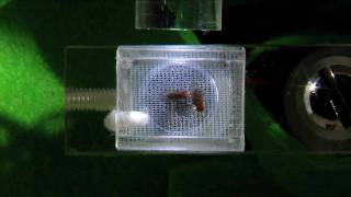 Drosophila Courtship Song  Genetics  University of Leicester [upl. by Awuhsoj]