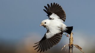 Rare leucistic European stonechat  Morfou 10112015  Cyprus [upl. by Panthea]