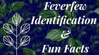 Feverfew identification amp fun facts [upl. by Einnhoj]