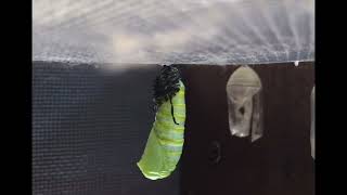 Monarch caterpillar forming chrysalis [upl. by Eniawd]