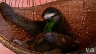 A Throne Fit for a Sloth Queen  Meet the Sloths [upl. by Ayarahs]