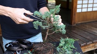 How to create a Bonsai tree DIY [upl. by Utley]