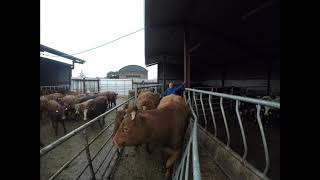 Dosing and Scanning Stabiliser Cattle [upl. by Aciras667]