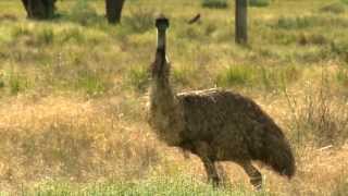 Emus  with Dr Dave [upl. by Ondine]