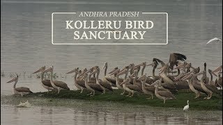 Kolleru Bird Sanctuary  Birding in Andhra Pradesh [upl. by Karlyn]