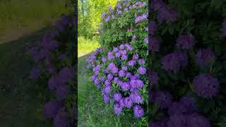 This Rhododendron is INSANE rhododendron plants big garden flowers [upl. by Eddana126]