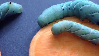 GIANT Adorable Hornworms eating sweet potato feeding caterpillars [upl. by Eulalia]