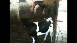 How a farmer tortures baby calves [upl. by Cedric]