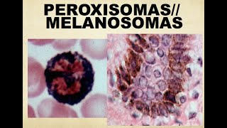 HISTO TIPS PEROXISOMAS MELANOSOMAS Y ENDOSOMAS [upl. by Nivak]