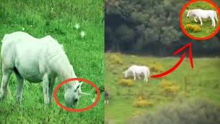 कैमरे मे कैद कुछ असली unicorn  top real unicorn caught on camera in hindi  real unicorn video u4u [upl. by Tzong253]