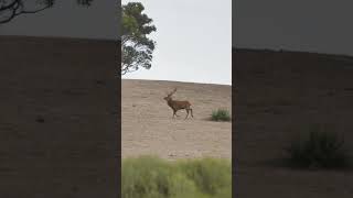 Red stag chased off by bigger stag [upl. by Nil]