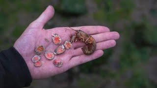 Extremely Satisfying Removing Parasites From Shrimp [upl. by Htebilil]