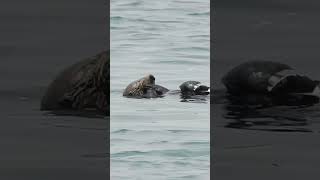 Sea otter worked hard for this giant gaper clam [upl. by Anilah764]