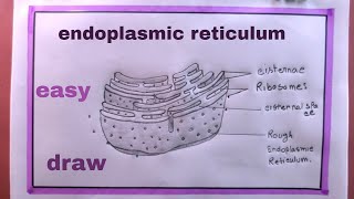 How To Draw Rough Endoplasmic ReticulumEndoplasmic Reticulum Drawing [upl. by Barnaby]