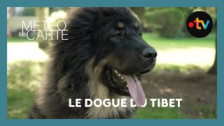 Découverte  lincroyable dogue du Tibet [upl. by Clementis]