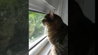 Cat Chattering at Birds Sounds like a monkey [upl. by Inalaehon]