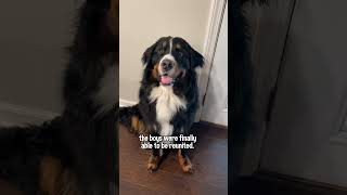 My Bernese Mountain Dog Is Reunited With His Golden Retriever Best Friend After 5 Months Apart🥹 [upl. by Lebiram239]