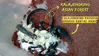 Kalajengking Raksasa Beranak Banyak  Asian Forest Scorpion [upl. by Gere289]