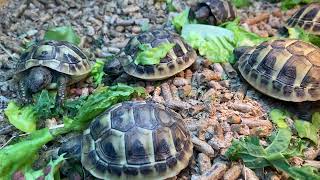 GROWING VERY WELL  Hermann’s Tortoises Babies [upl. by Onifur]