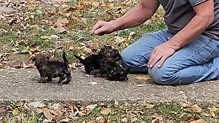 Herding Cats Or Russian Tsvetnaya Bolonka puppies [upl. by Darnall]