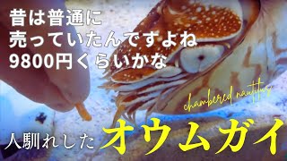 オウムガイがえびせんみたいの食べるとこ 捕食 ポケモンのオムナイト？ A nautilus eating a dried shrimp from its hand [upl. by Willard]