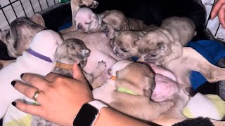 French Bulldog GROWING UP  Day 1 to 30  Evolution puppies [upl. by Dorthy622]