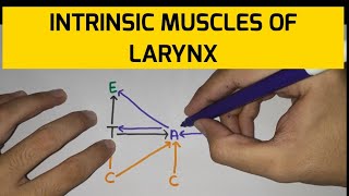 Larynx  5  Muscles of Larynx [upl. by Acila]