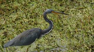 Tricolored heron feeding [upl. by Ilohcin252]