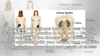 Where Your Kidneys are Located amp Where Kidney Pain is Felt [upl. by Essirehs]