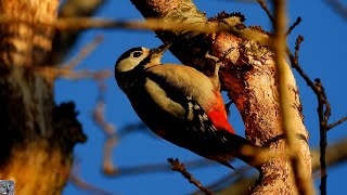 Great spotted woodpecker Flaggspett Большой пёстрый дятел Pic épeiche Pico picapinos Buntspecht [upl. by Icyak259]