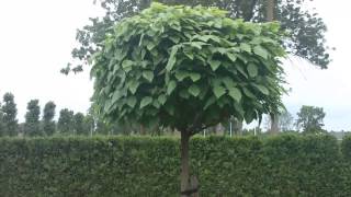 Catalpa snoeien Catalpa snoeien Klik hier en ontdek hoe jij je Catalpa het beste kunt snoeien [upl. by Rozanna376]