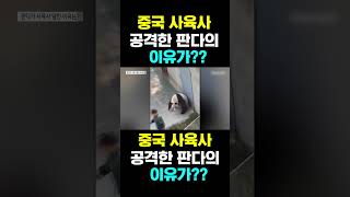 PandaTV 중국 사육사를 공격한 판다의 이유 [upl. by Tuesday]