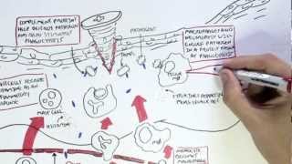 Immunology Map IV  Innate Immune response I [upl. by Aynotak]