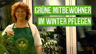 ZimmerpflanzenPflege im Winter  Der Grüne Tipp [upl. by Dnomsed]