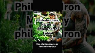 Planta philodendron micans y philodendron cobra ven a visitarnos lunes a domingo de 9am6pm [upl. by Polloch573]