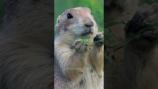 Cute Prairie Dog Eating Greens [upl. by Aiceila]