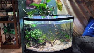 AWESOME Kribensis tank build 36 g for BEAUTIFUL fish [upl. by Irrol]