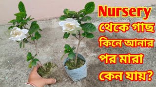 গন্ধরাজ গাছের প্রতিস্থাপন ও পরিচর্যা  Gandhraj plant Care Repotting amp Potting mix [upl. by Anirdnaxela]