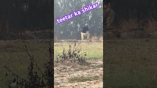 Teetar ka shikar pcp January hunting [upl. by Oralee]