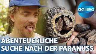 2 Tage bei der Paranussernte Die unterschätzte Superfrucht des Regenwaldes [upl. by Novick4]