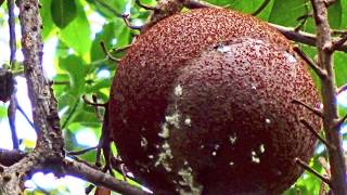 12032012 Roseau  Dominica Botanischer Garten Video [upl. by Any]